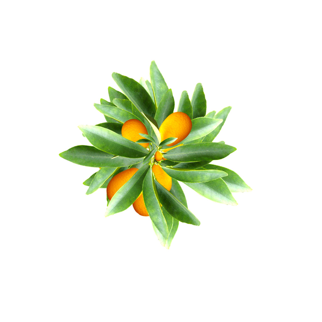 Arum Broche - Labelle Ikeya Création Originale - Broches