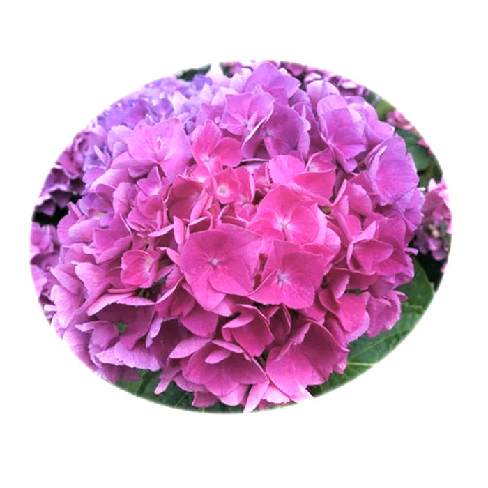 Boucles puces d'oreilles Basic Graphic - Labelle Ikeya Création Originale - Puce d'oreilles