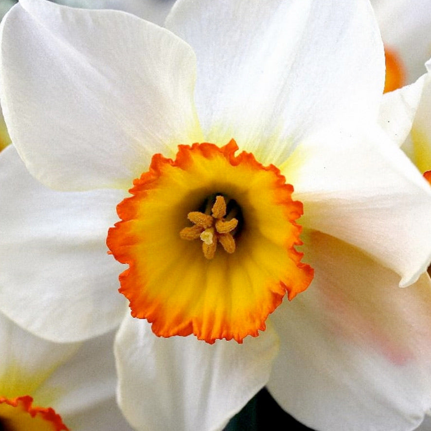 Boucles puces d'oreilles Samba Lola - Labelle Ikeya Création Originale - Puce d'oreilles