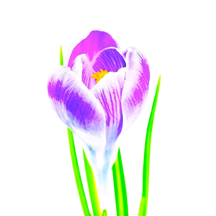 Boucles puces d'oreilles Trhrya Losa - Labelle Ikeya Création Originale - Puce d'oreilles