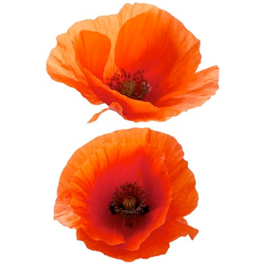 Coquelicots en Fête - Labelle Ikeya Création Originale - Ras de cou