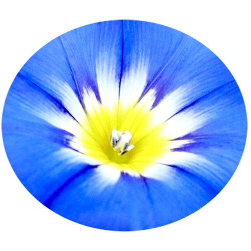 Bouquet de Fleurs Liserons - Labelle Ikeya Création Originale - Broches