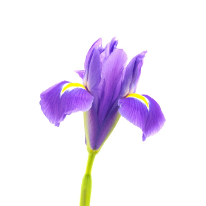 Iris Sauvage Pendentif Verre Murano - Labelle Ikeya Création Originale - Ras de cou