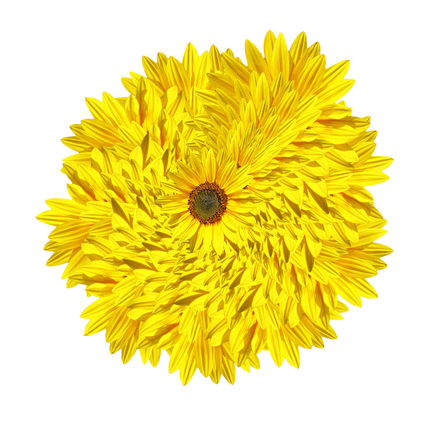 Bouquet de Fleurs Liserons - Labelle Ikeya Création Originale - Broches