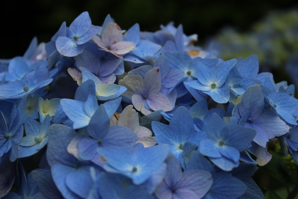 Boucles puces d'oreilles Trhrya Lorya - Labelle Ikeya Création Originale - Puce d'oreilles