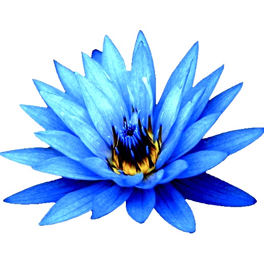 Fleurs Azur Broche - Labelle Ikeya Création Originale - Broches