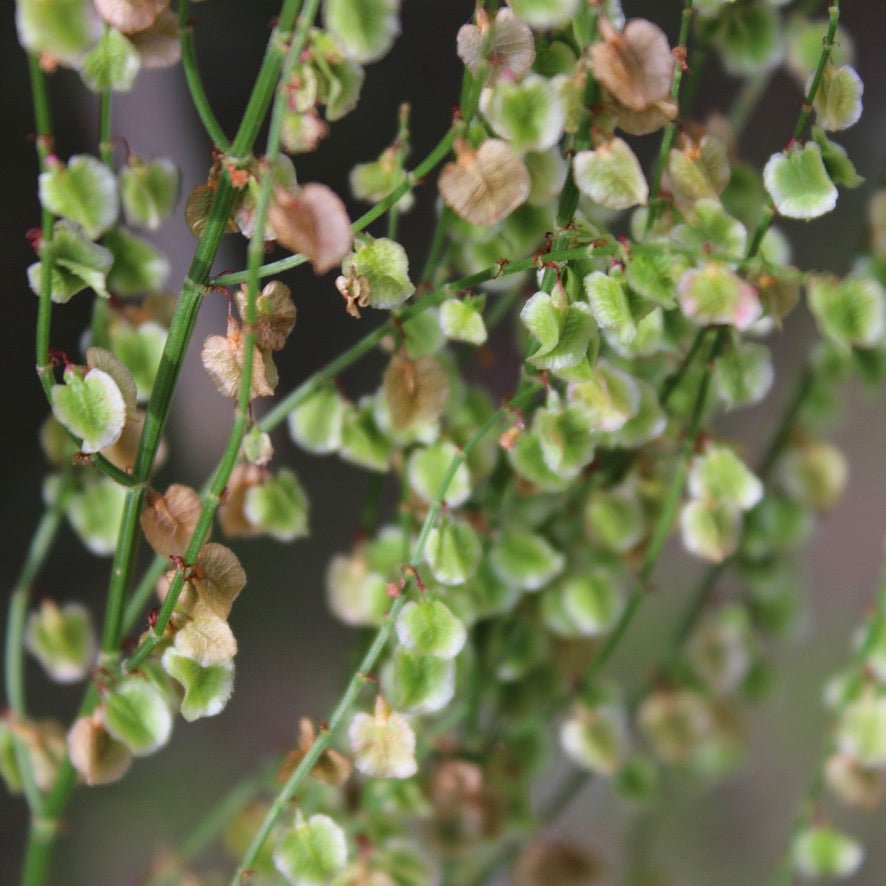 Boucles puces d'oreilles Graphic Lindya - Labelle Ikeya Création Originale - Puce d'oreilles