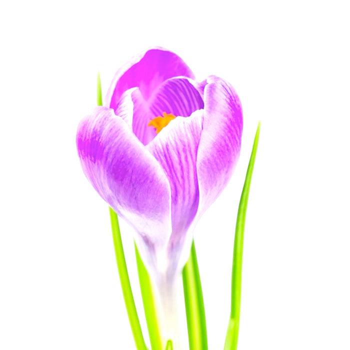 Paysage Marin Fleuri Crocus - Labelle Ikeya Création Originale - Pendentif Chaîne