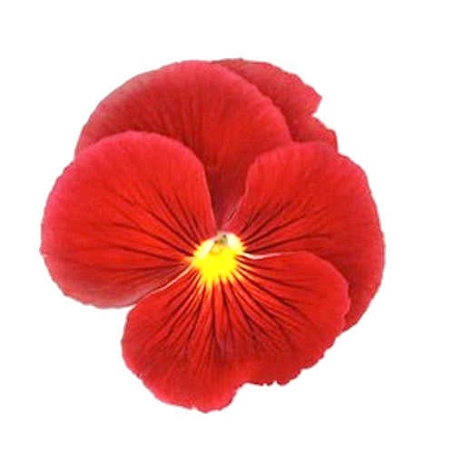 Rosso Lola Manchette - Labelle Ikeya Création Originale - Bracelets