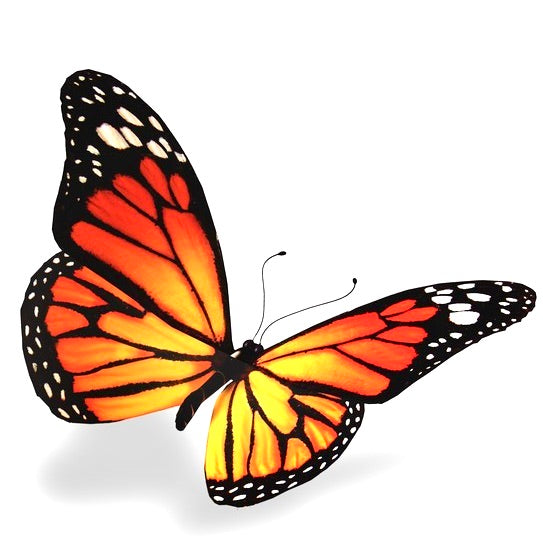 Monarque Papillon - Labelle Ikeya Création Originale - Collier